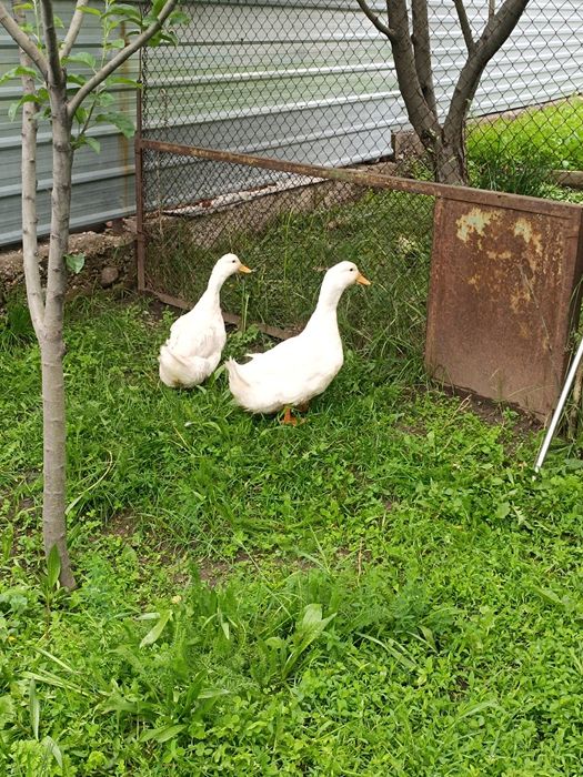 Продам 2 петуха 3 утки