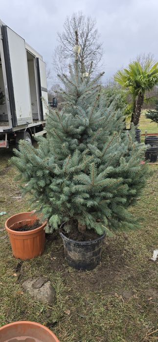 Brad argintiu și verde