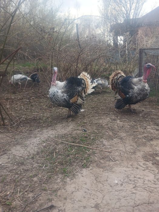 Птицы индюки и индюшки