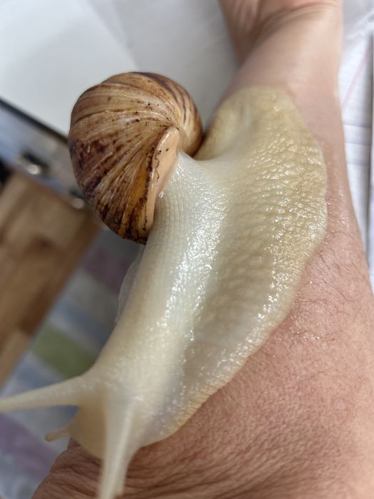 Отдам улитку бесплатно