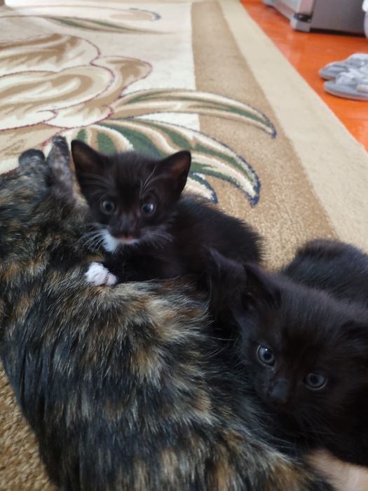 Маленькие котята