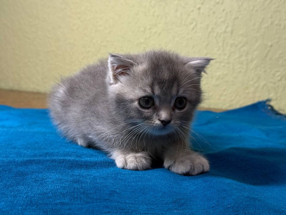 Котята скоттиш фолд