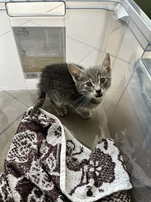 Pui de pisică spre adoptie