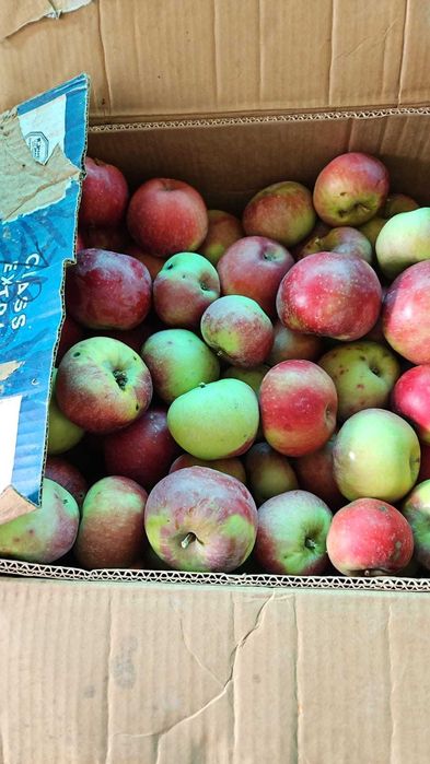 Продам Яблоки  сорта разные Апорт ,Васход максат  и.т.д