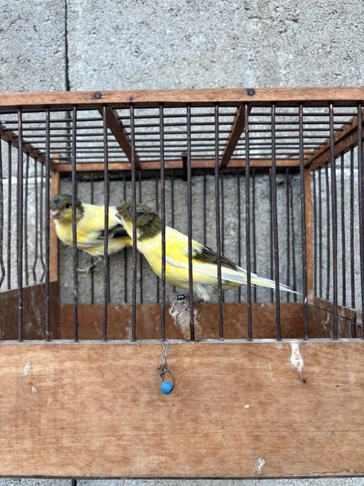 Продавам млади канари - канарчета