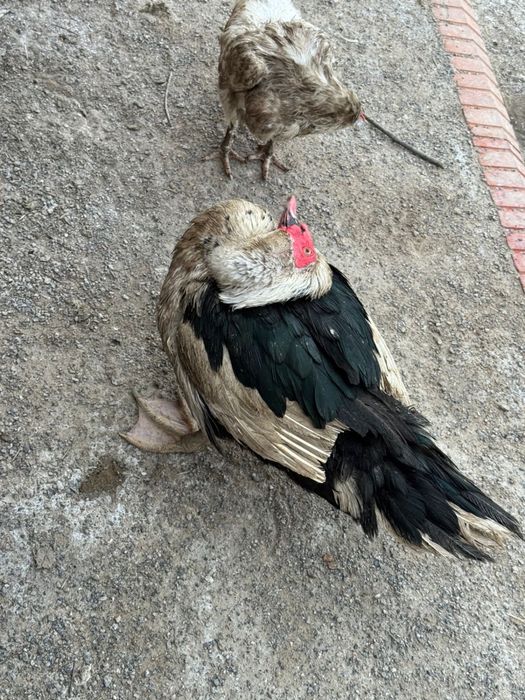 Индоутка қораздары/