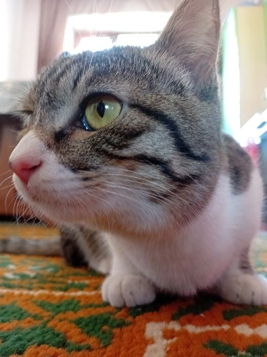 Кися по имени макс