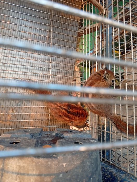 Veverita siberiana vand sau schimb