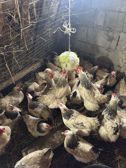 Адлер жұмыртқасын сатам