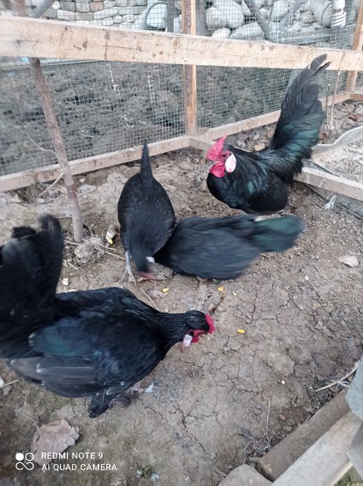 Товук тухумлари  сотилади ветнам.