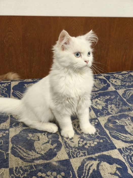 Персийски котенца
