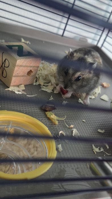 Hamster pitic + cusca