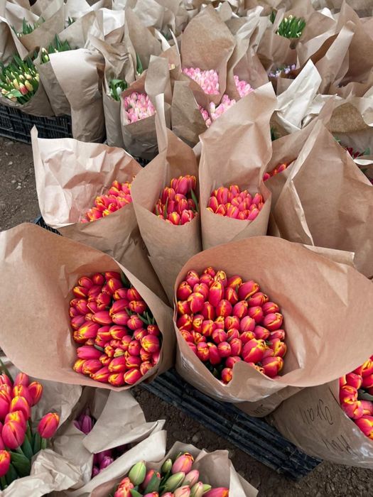 Тюльпаны напрямую с теплицы