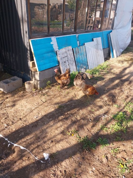 Продам домашних куриц