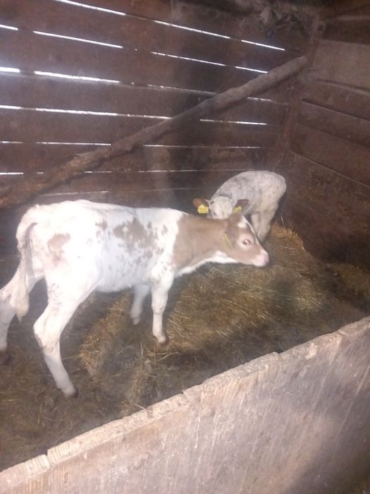 Vând vițica și vițel