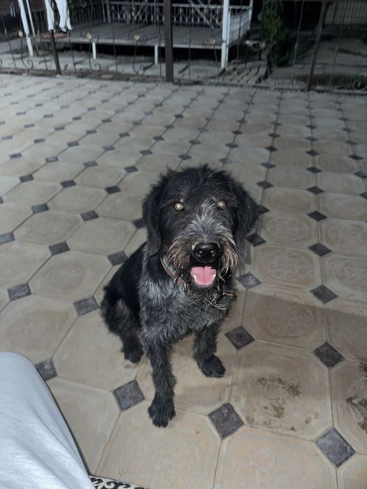 Вязка. Дратхаар ищет невесту себе.