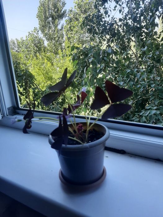 Продам кислицу, бабочки