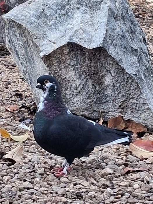 Porumbei kingosatinet