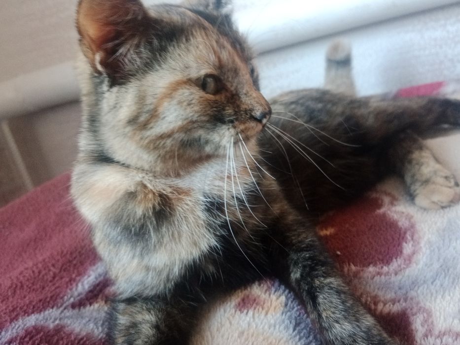 Отдадим кошечку даром