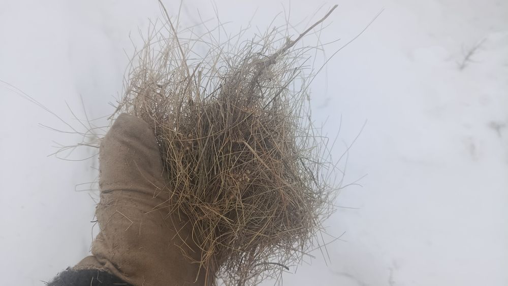 Продам сено стог, не рулоны