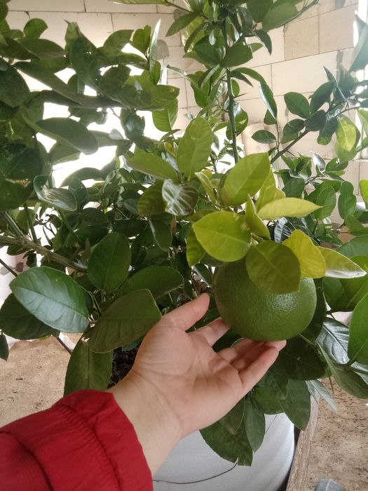 Продам лимонное плодоносящие дерево.Хорошо будет смо