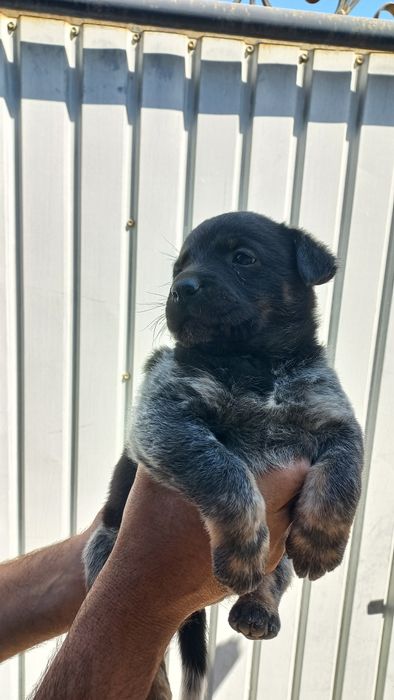 Отдам щенков в добрые руки