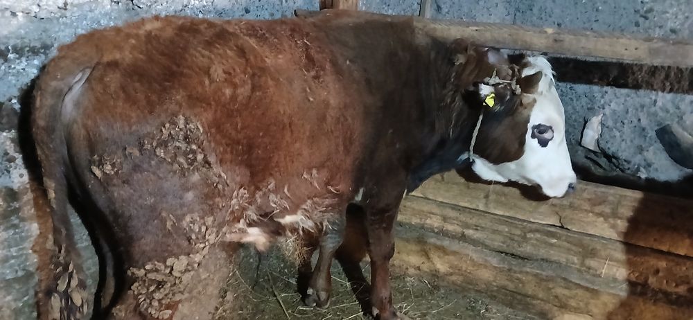 Бұқалар сатылады