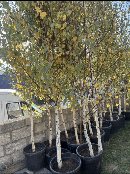 Vand mesteacan tei Arțar platan