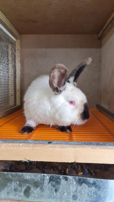 Продается мини ферма