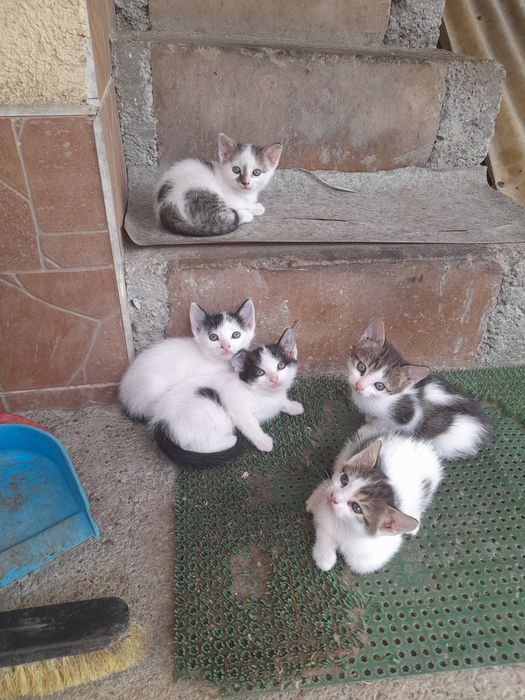 Donez PUI de PISICA de 2 luni foarte Frumoși și Jucausi
