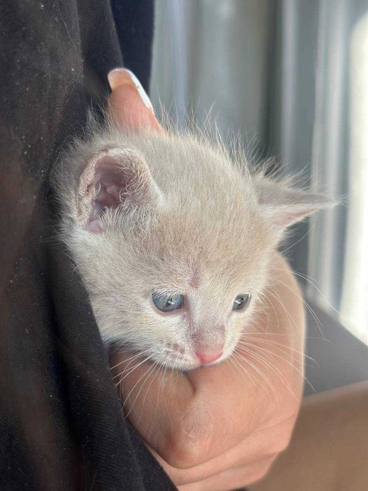 Мурчащие комочки счастья ищут дом