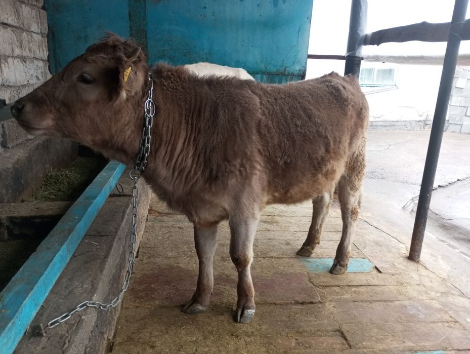 Продам жирную телку