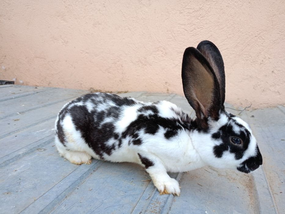 Iepuri Rex Dalmațian