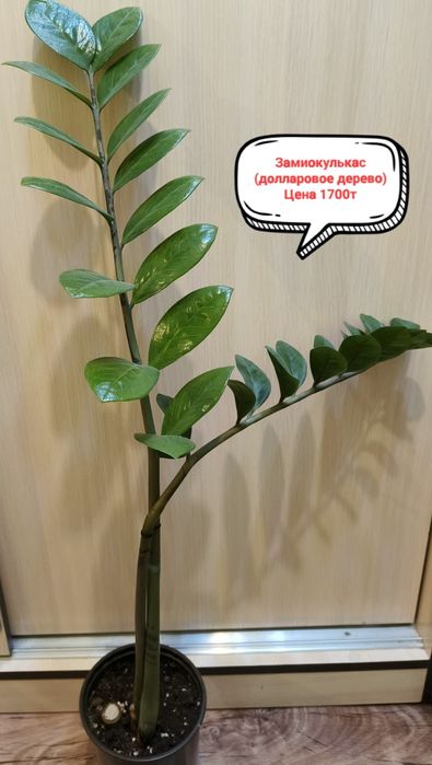 Продам комнатные цветы