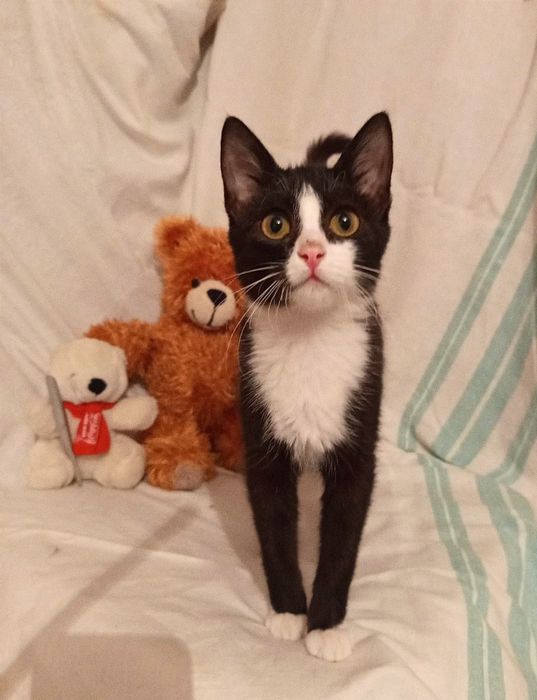 Котенок Кузя мальчик 5месяцев