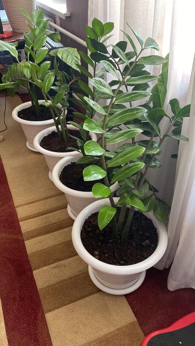 Цветы комнатные доллар