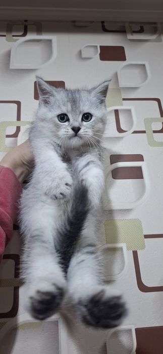 Котёнок на продажу