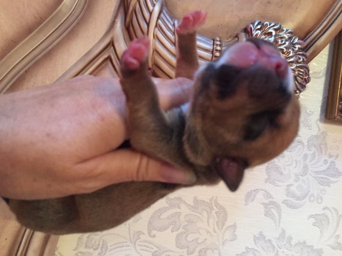 щенки американский булли