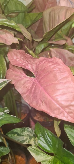 Продам молодые сингониумы разных сортов