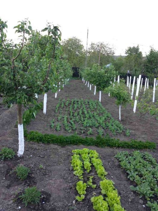 Vanzare teren intravilan (sat Maldaresti, comuna Dealu Morii, jud. Bacau)