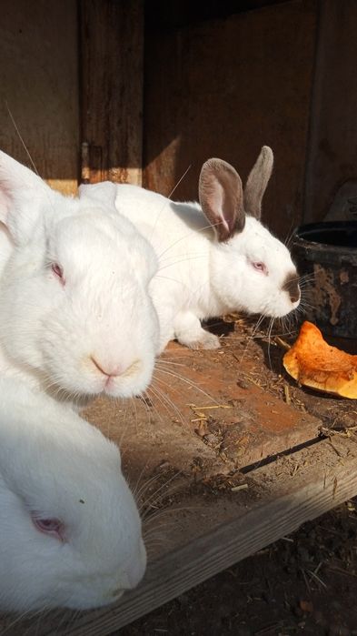 Кролик самцы породы Калифорния.