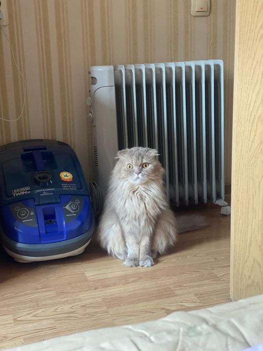 Отдам кота в добрые руки