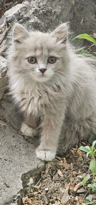 Отдам котят даром