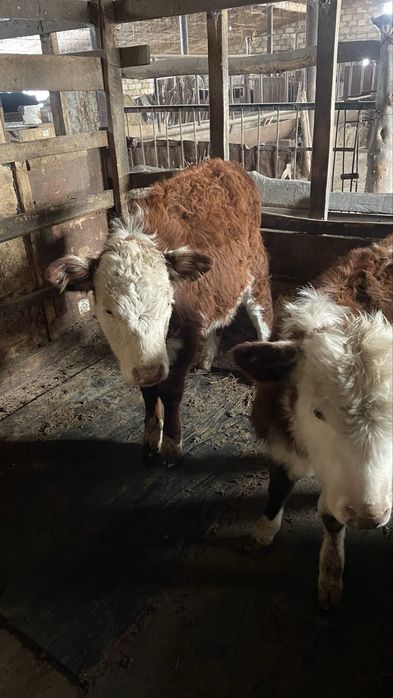 Еркек баспак сатылады