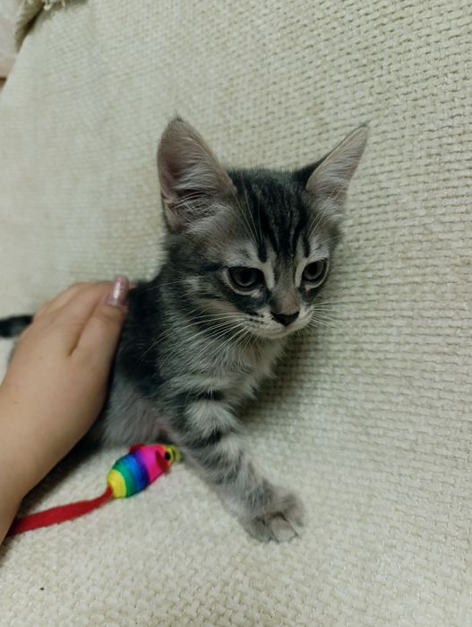 Отдадим котят в добрые руки