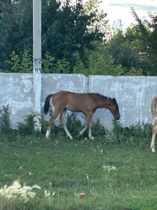 Продам кровленную кобылу с жеребенком