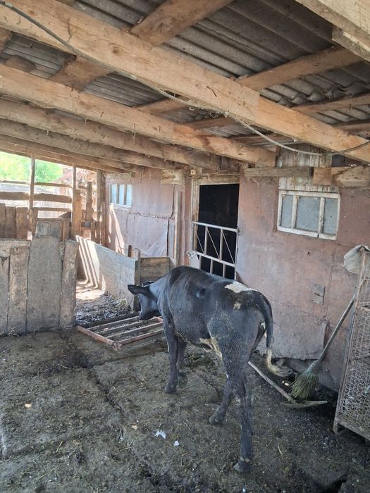 Продам телят подсосных