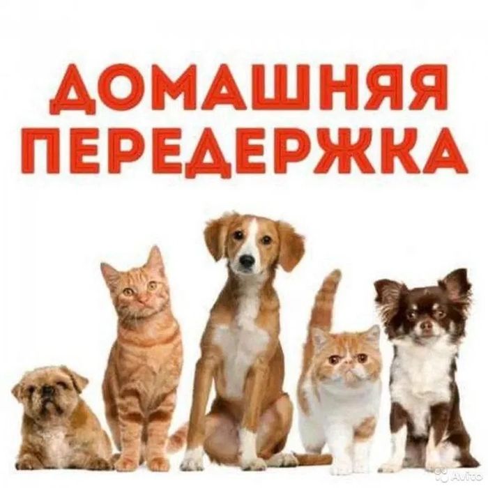 Домашняя передержка собак