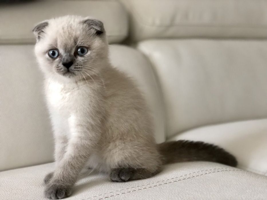 Продается котенок!