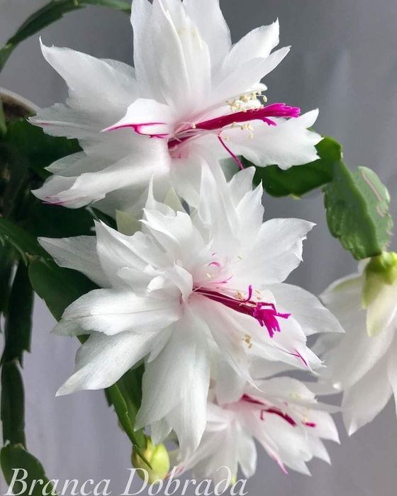 Шлюмбергеры (декабристы)